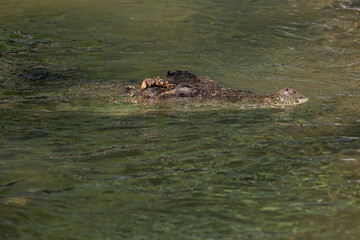 The crocodile is show head in the river