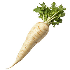 Raw organic parsnip vegetable isolated on white transparent background