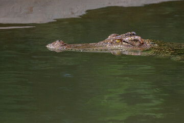 The crocodile is show head in the river