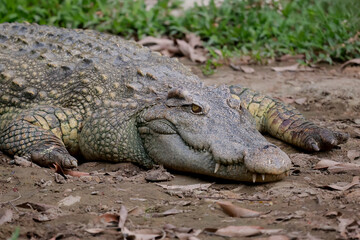 Obraz premium Close up head crocodile in the garden