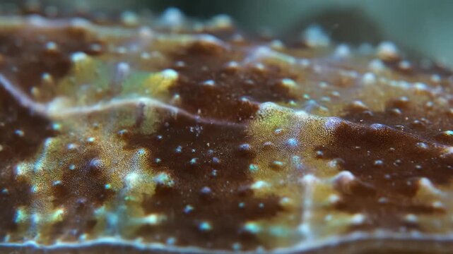 Extreme Macro Detail of Brown and Gold Hard Coral Surface. Highly Textured Organic Pattern Showing Microscopic Ridges and Polyps of Marine Ecosystem Life.