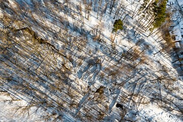 Drone's eye view of a serene winter forest. Snow-dusted trees cast long shadows across the frosty ground. A winding brook meanders through this tranquil, sunlit woodland scene