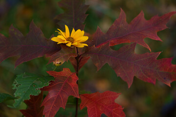 The stem of a yellow daisy intertwines with a young red oak sapling. Viewed from top to bottom. Mid-shot.