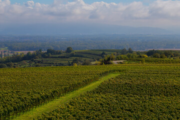 Reben Weinberge Winzer