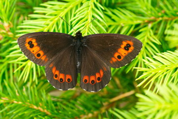 Weißbindiger Mohrenfalter (Erebia ligea)  © Karin Jähne