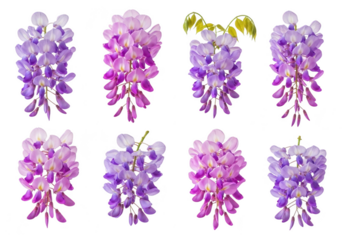 Cascading wisteria blooms in shades of purple and pink