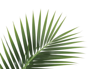 Fototapeta premium Green palm leaf frond isolated on transparent background, tropical plant for summer design.