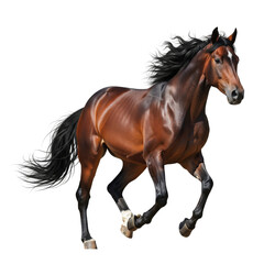 Brown horse running isolated on white