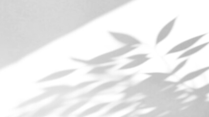 branches of a tree shadow on white wall,shadow overlay effects of realistic abstract natural tree leaves shadow on wall background,Summer sunlight and shadow overlay effect,branches shadow