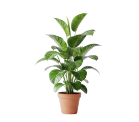 A green plant in a brown pot on a png transparent.