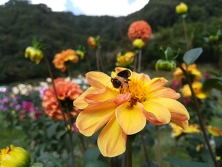 A honey bee collecting nectar on a bright orange dahlia