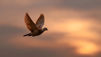 Obraz premium A lone dove flies gracefully against a vibrant sunset sky its wings spread in tranquil motion