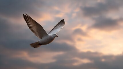 A white dove flies gracefully against a dramatic sunset sky with overcast clouds
