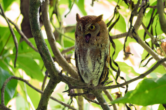 Oriental Scops Owl , face and breast profile