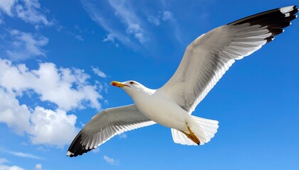 A seagull soaring in the clear blue sky with wispy white clouds, seen from below, showcasing its wide wingspan