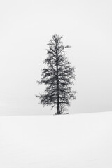 Fototapeta premium Black and white minimalist winter landscape with solitary tree on snowy hill, stark Nordic scenery expressing solitude, silence and resilience,