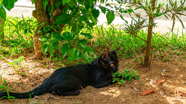 gato preto no jardim