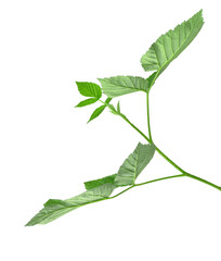Raspberry bush, isolated on transparent, png. Green leaves of raspberry, garden raspberry, leaves. blackberry leaves.