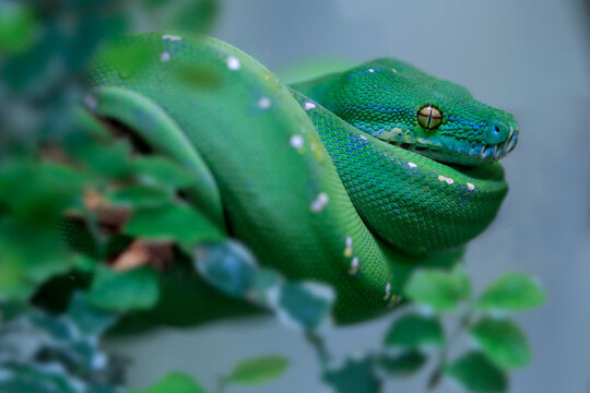 Hundskopfboa oder Gartenboa (Corallus hortulanus) 