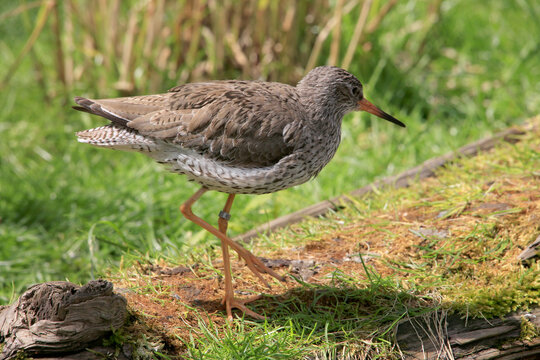 Uferschnepfe (Limosa limosa) Schnepfenvogel