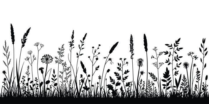 Elegant botanical silhouette illustration of wild field plants weeds grass and flowers black and white design elements for nature themed background organic pattern eco banner environmental conservatio