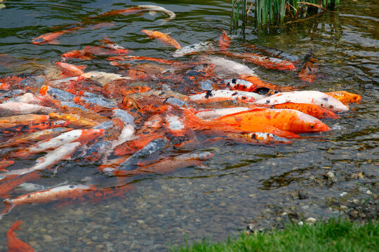 Goldfisch (Carassius auratus) im Teich 