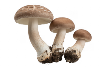 Three Mushrooms fungi brown mushrooms isolated on a transparent background