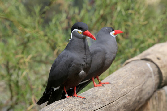 Inkaseeschwalbe (Larosterna inca) zwei Tiere sitzen nebeneinander 