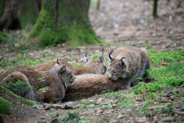 Luchse (lateinisch Lynx) Familie im Wald 