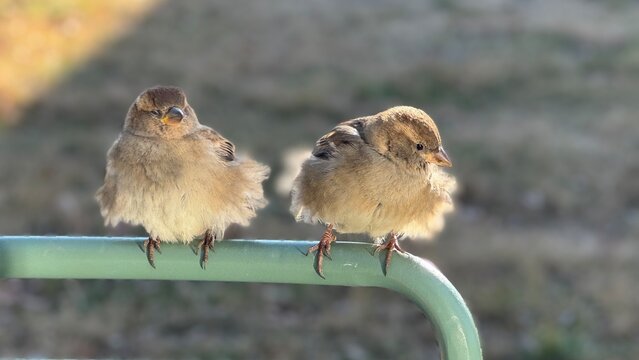 Two cute sparrows sitting on a green metal rail with a blurred natural background.