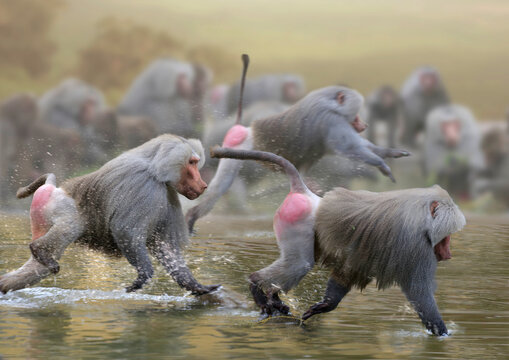 Mantelpavian (Papio hamadryas) Gruppe im Lauf