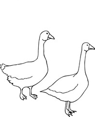 Vector line set of gooses isolated on a white background.