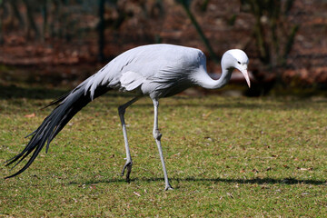 Fototapeta premium Kranich (Grus grus) auch Grauer Kranich in der Natur