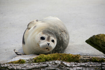 Seehund (Phoca vitulina) © Aggi Schmid
