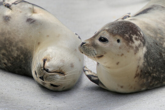 Seehund (Phoca vitulina)