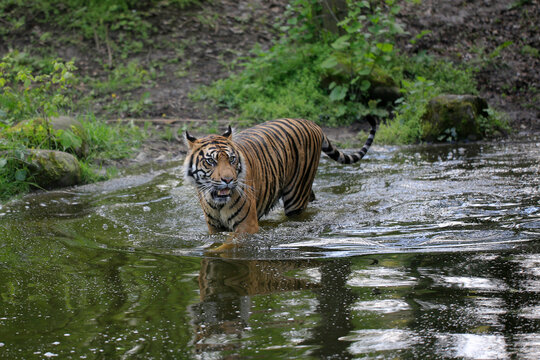 Tiger (Panthera tigris) im Wasser 