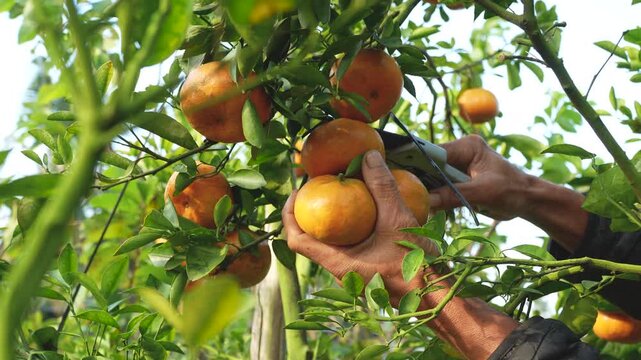 Close-up of hands harvesting a ripe mandarin orange with shears in a sunlit orchard, Vietnam.