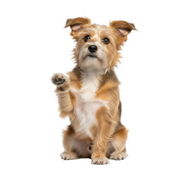 Cute puppy raising paw isolated on transparent background