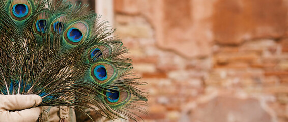 Hand in vintage glove holding a peacock feather fan against a weathered brick wall. Elegant Venetian Carnival masquerade costume detail with copy space.