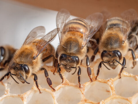 Bienen sitzen auf leerer Wabe