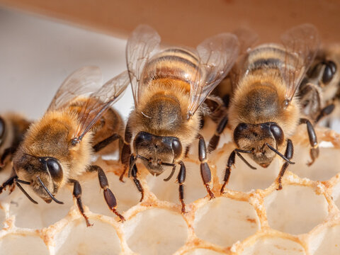 Bienen ohne Honig