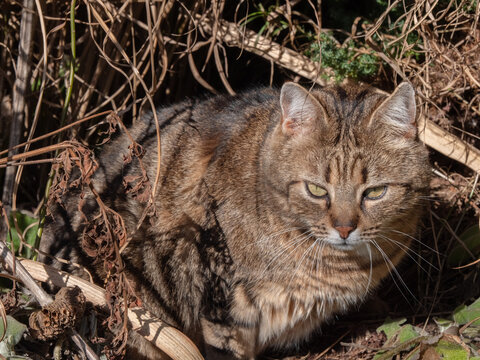 getigerter Kurzhaar Kater im Geb&uuml;sch
