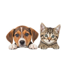 Curious puppy and kitten together isolated on transparent background