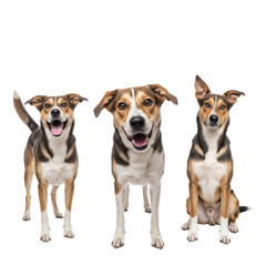 Three happy dogs isolated on transparent background