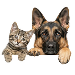 German shepherd and kitten together isolated on transparent background