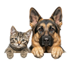 German shepherd and kitten peeking over wall isolated on transparent background