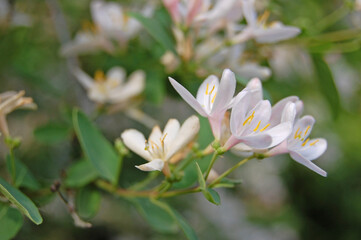 Fototapeta premium Close-up of White Honeysuckle Flowers. Moppoy. Lonicera morrowii.