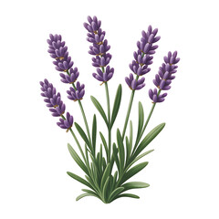 Obraz premium Lavender plant with purple flowers and green leaves