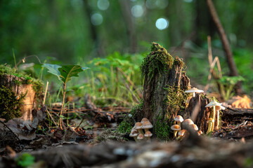 Obraz premium Forest mushrooms on a rotting tree trunk with moss in the forest