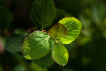 green leaves on a tree
